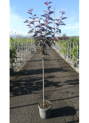 PRUNUS serrulata ROYAL BURGUNDY En pot de 15-20 litres tige hauteur du tronc 090-110 cm circonférence du tronc 08-10 cm