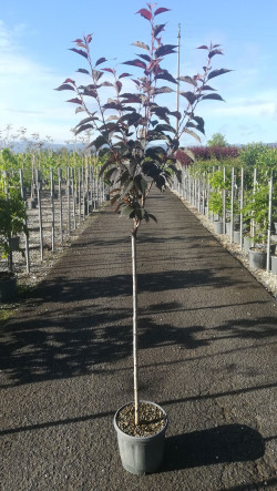 PRUNUS serrulata ROYAL BURGUNDY En pot de 15-20 litres tige hauteur du tronc 090-110 cm circonférence du tronc 08-10 cm