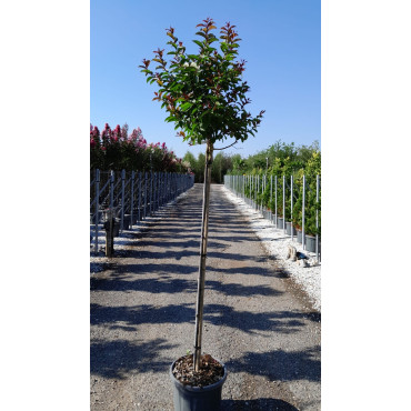 LAGERSTROEMIA ENDURING WHITE® En pot de 25-30 litres tige hauteur du tronc 130-140 cm