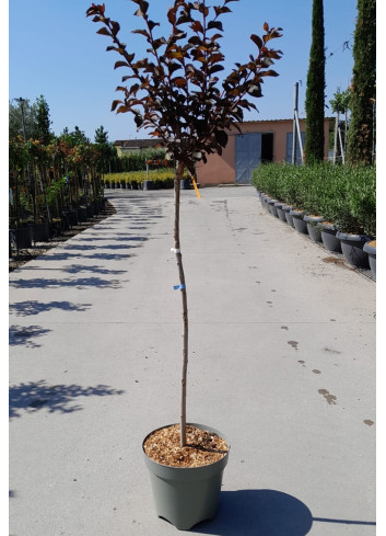 LAGERSTROEMIA BLACK SOLITAIRE LAVENDER LACE® En pot de 10-12 litres tige hauteur du tronc 090-110 cm