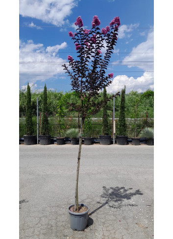 LAGERSTROEMIA BLACK SOLITAIRE LAVENDER LACE® En pot de 15-20 litres tige hauteur du tronc 130-140 cm
