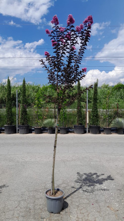 LAGERSTROEMIA BLACK SOLITAIRE LAVENDER LACE® En pot de 15-20 litres tige hauteur du tronc 130-140 cm