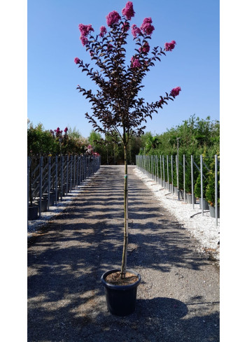 LAGERSTROEMIA BLACK SOLITAIRE LAVENDER LACE® En pot de 25-30 litres tige hauteur du tronc 130-140 cm