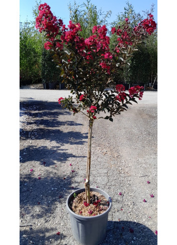 LAGERSTROEMIA DYNAMITE En pot de 20-25 litres forme tige hauteur du tronc 090-110 cm