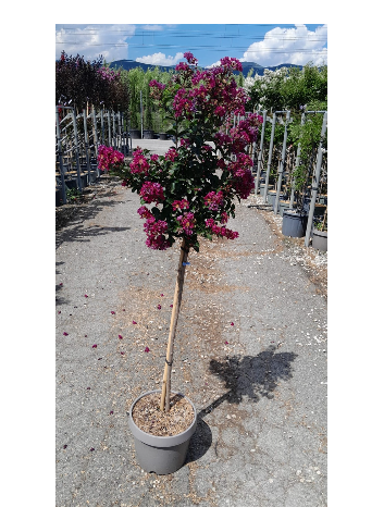 LAGERSTROEMIA BERRY DAZZLE® En pot de 10-12 litres tige hauteur du tronc 090-110 cm