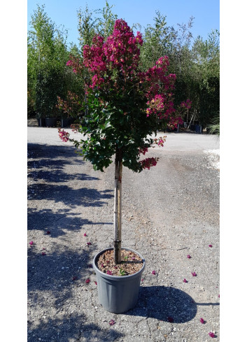 LAGERSTROEMIA BERRY DAZZLE® (Lilas des Indes)