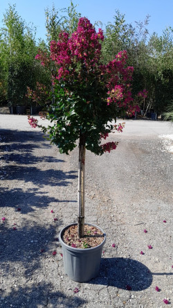 LAGERSTROEMIA BERRY DAZZLE® (Lilas des Indes)