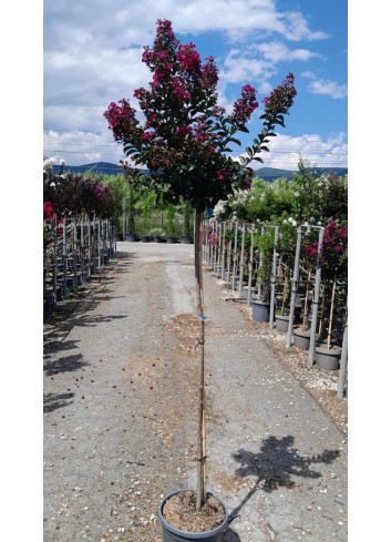 LAGERSTROEMIA BERRY DAZZLE® En pot de 15-20 litres tige hauteur du tronc 130-140 cm