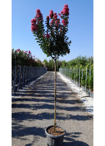 LAGERSTROEMIA CORAL MAGIC® En pot de 25-30 litres tige hauteur du tronc 130-140 cm