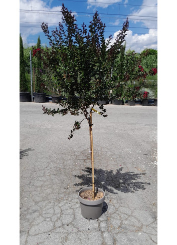 LAGERSTROEMIA DOUBLE FEATURE En pot de 10-12 litres tige hauteur du tronc 090-110 cm
