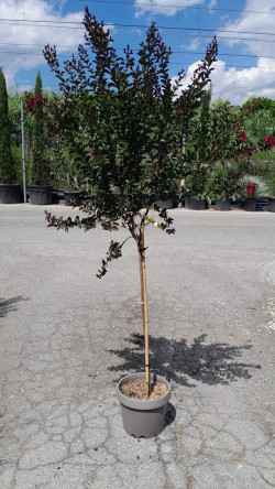 LAGERSTROEMIA DOUBLE FEATURE En pot de 10-12 litres tige hauteur du tronc 090-110 cm