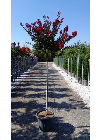 LAGERSTROEMIA DOUBLE FEATURE En pot de 25-30 litres tige hauteur du tronc 130-140 cm
