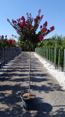 LAGERSTROEMIA DOUBLE FEATURE En pot de 25-30 litres tige hauteur du tronc 130-140 cm