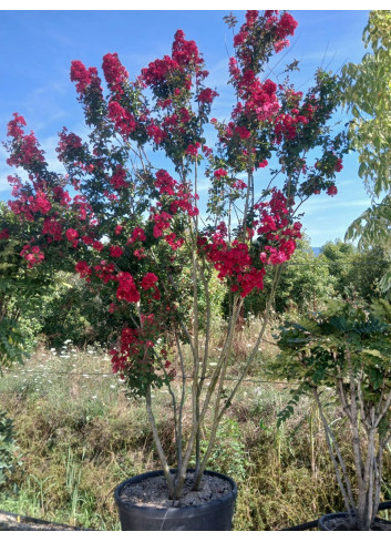 LAGERSTROEMIA DYNAMITE En pot de 150-170 litres buisson hauteur 250-300 cm
