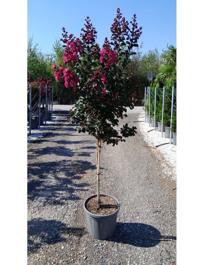 LAGERSTROEMIA PINK VELOUR® En pot de 20-25 litres tige hauteur du tronc 090-110 cm LAGERSTROEMIA PINK VELOUR® En pot de 20-25 litres tige hauteur du tronc 090-110 cm