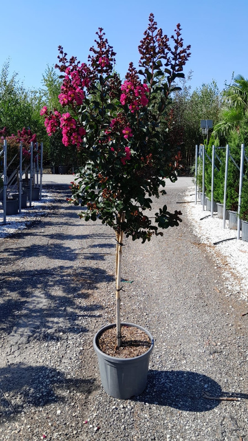 LAGERSTROEMIA PINK VELOUR® En pot de 20-25 litres tige hauteur du tronc 090-110 cm
