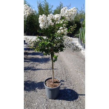 LAGERSTROEMIA PIXIE WHITE En pot de 20-25 litres tige hauteur du tronc 090-110 cm