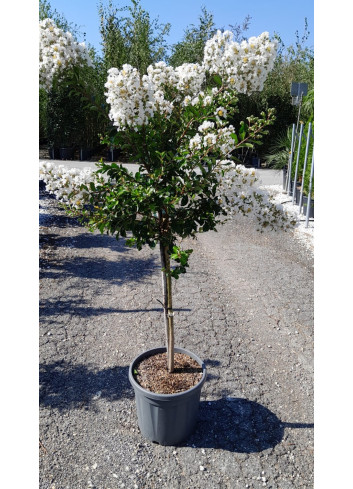 LAGERSTROEMIA PIXIE WHITE En pot de 20-25 litres tige hauteur du tronc 090-110 cm