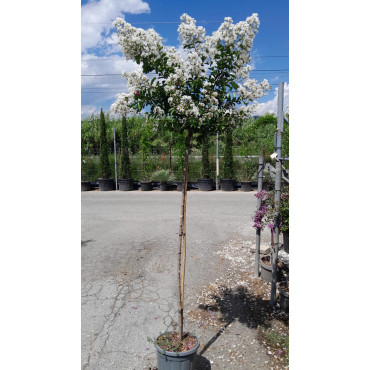 LAGERSTROEMIA PIXIE WHITE En pot de 15-20 litres tige hauteur du tronc 130-140 cm