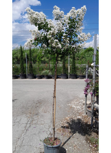 LAGERSTROEMIA PIXIE WHITE En pot de 15-20 litres tige hauteur du tronc 130-140 cm
