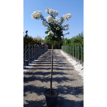 LAGERSTROEMIA PIXIE WHITE En pot de 25-30 litres tige hauteur du tronc 130-140 cm