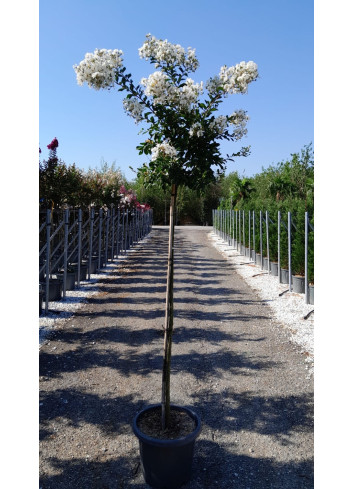 LAGERSTROEMIA PIXIE WHITE En pot de 25-30 litres tige hauteur du tronc 130-140 cm