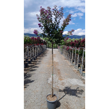 LAGERSTROEMIA PURPLE STAR En pot de 15-20 litres tige hauteur du tronc 130-140 cm