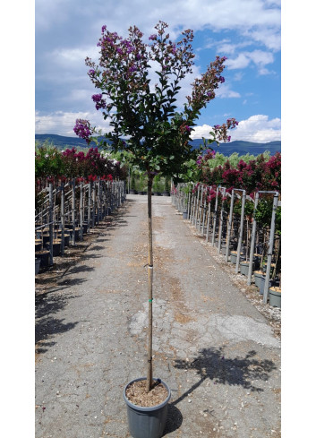 LAGERSTROEMIA PURPLE STAR En pot de 15-20 litres tige hauteur du tronc 130-140 cm