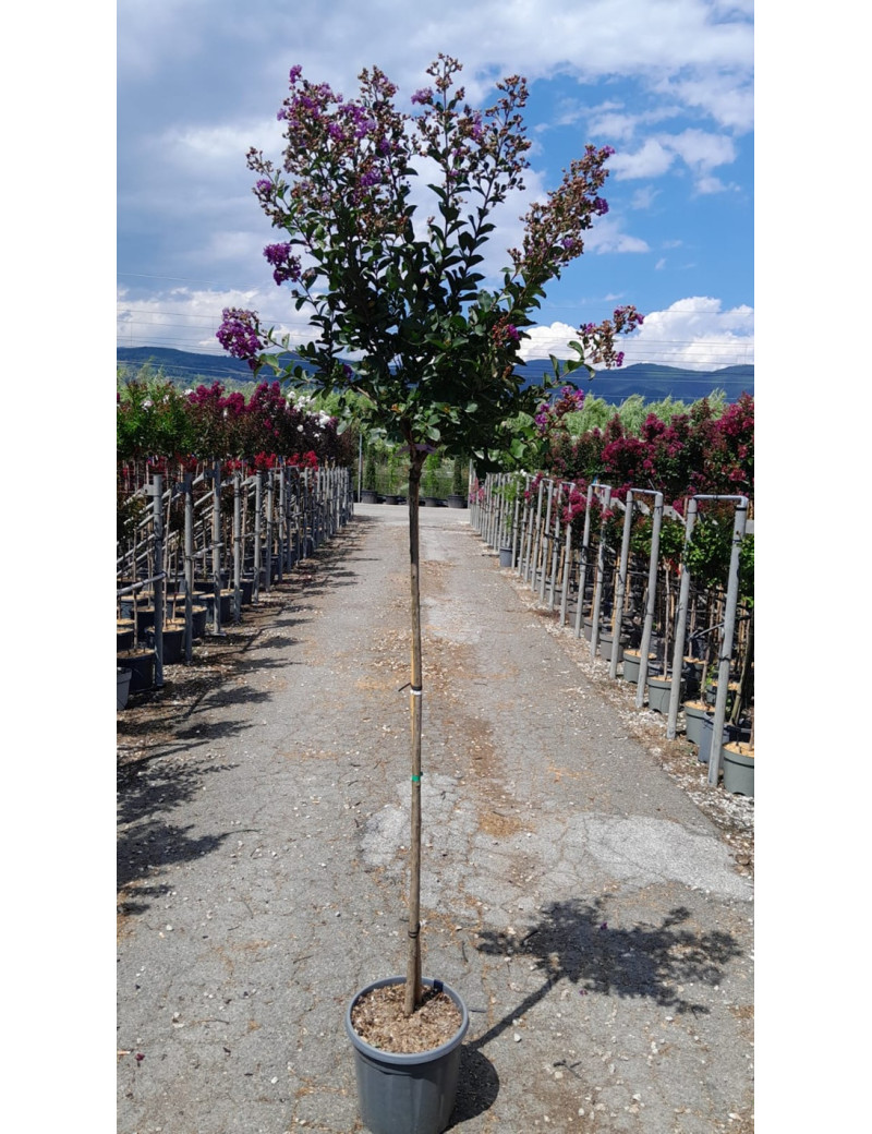 LAGERSTROEMIA PURPLE STAR En pot de 15-20 litres tige hauteur du tronc 130-140 cm LAGERSTROEMIA PURPLE STAR En pot de 15-20 litres tige hauteur du tronc 130-140 cm