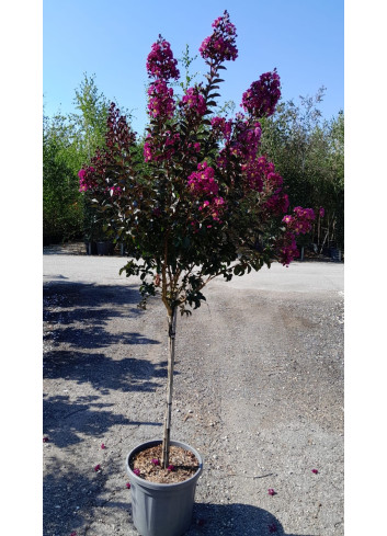 LAGERSTROEMIA RHAPSODY IN BLUE En pot de 20-25 litres tige hauteur du tronc 090-110 cm