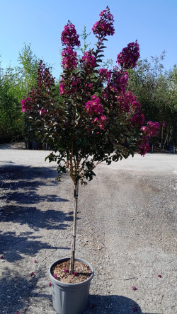 LAGERSTROEMIA RHAPSODY IN BLUE En pot de 20-25 litres tige hauteur du tronc 090-110 cm