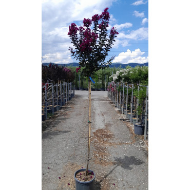 LAGERSTROEMIA RHAPSODY IN BLUE En pot de 15-20 litres tige hauteur du tronc 130-140 cm
