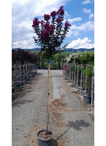 LAGERSTROEMIA RHAPSODY IN BLUE En pot de 15-20 litres tige hauteur du tronc 130-140 cm