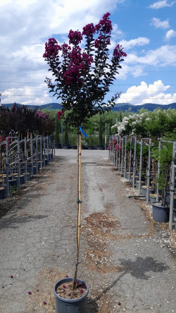LAGERSTROEMIA RHAPSODY IN BLUE En pot de 15-20 litres tige hauteur du tronc 130-140 cm