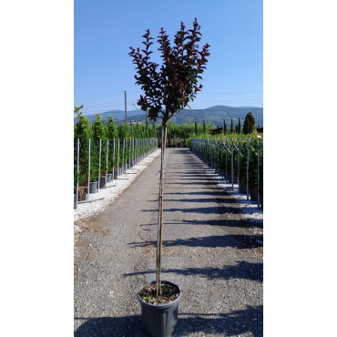 LAGERSTROEMIA RHAPSODY IN BLUE En pot de 25-30 litres tige hauteur du tronc 130-140 cm