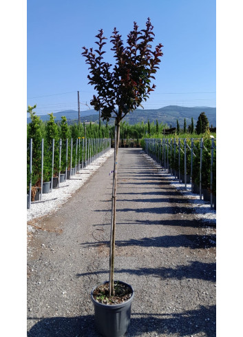 LAGERSTROEMIA RHAPSODY IN BLUE En pot de 25-30 litres tige hauteur du tronc 130-140 cm