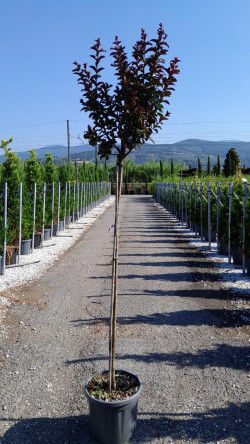 LAGERSTROEMIA RHAPSODY IN BLUE En pot de 25-30 litres tige hauteur du tronc 130-140 cm