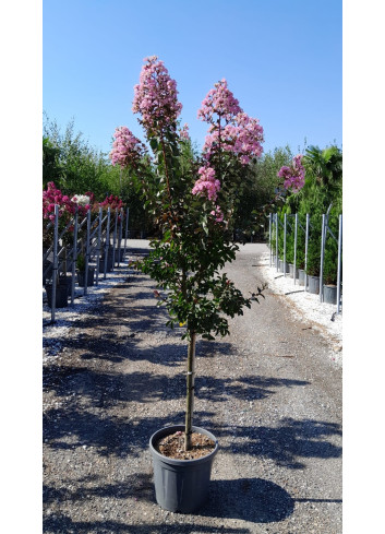 LAGERSTROEMIA RHAPSODY IN PINK En pot de 20-25 litres tige hauteur du tronc 090-110 cm