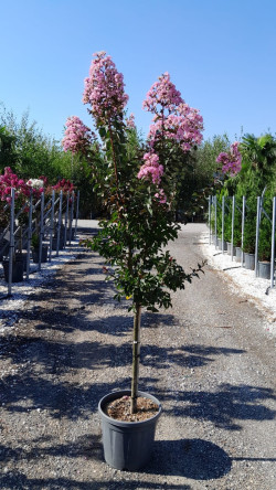 LAGERSTROEMIA RHAPSODY IN PINK En pot de 20-25 litres tige hauteur du tronc 090-110 cm