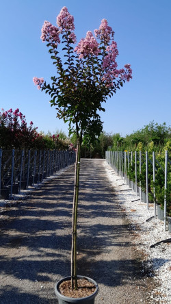 LAGERSTROEMIA RHAPSODY IN PINK En pot de 25-30 litres tige hauteur du tronc 130-140 cm