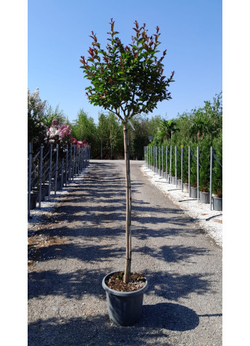 En pot de 15-20 litres tige hauteur du tronc 130-140 cm
