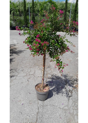 LAGERSTROEMIA WORLD'S FAIR En pot de 10-12 litres tige hauteur du tronc 090-110 cm