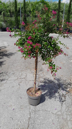 LAGERSTROEMIA WORLD'S FAIR En pot de 10-12 litres tige hauteur du tronc 090-110 cm