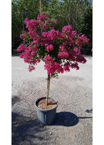 En pot de 20-25 litres tige hauteur du tronc 090-110 cm
