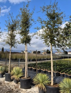 QUERCUS suber En pot tige hauteur du tronc 190-210 cm circonférence du tronc 14-16 cm