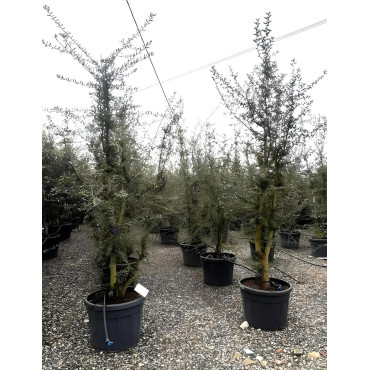 QUERCUS suber En pot cépée hauteur 175-200-250 cm