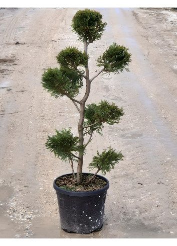 CUPRESSOCYPARIS leylandii En pot forme pompons