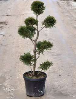 CUPRESSOCYPARIS leylandii En pot forme pompons