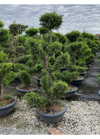 CUPRESSOCYPARIS leylandii CASTLEWELLAN GOLD En pot forme bonsaï