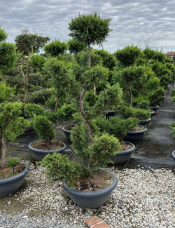 CUPRESSOCYPARIS leylandii CASTLEWELLAN GOLD En pot forme bonsaï